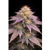 FAST Ghost OG ABUSEEDS semenacannabis