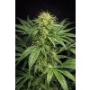 Jack Herer FAST – rychlekvetoucí semena | Abu Seeds Genetics