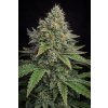 FAST Blueberry ABUSEEDS semenacannabis