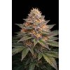 Sherbet FAST – rychlekvetoucí semena | Abu Seeds Genetics