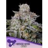 Chaos Cake AUTO – samonakvétací semena | Anesia Seeds