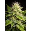Green Crack FAST – rychlekvetoucí semena | Abu Seeds Genetics