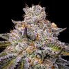 Super Boof XL AUTO – samonakvétací semena | Sweet Seeds