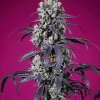 Tropicanna Cherry XL AUTO – samonakvétací semena | Sweet Seeds