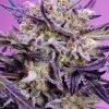 Pink Guava F1 Fast – rychlekvetoucí semena | Sweet Seeds