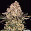 AK-47 – feminizovaná semena | Barneys Farm