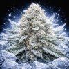 White Widow FAST – rychlekvetoucí semena | Abu Seeds Genetics