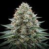 FAST White Widow ABUSEEDS semenacannabis