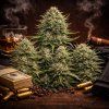AUTO Godfather OG ABUSEEDS semenacannabis cz