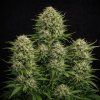 AUTO Godfather OG ABUSEEDS semenacannabis 1