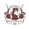 White Widow | Buddha Seeds ((Ks) Feminized 1)