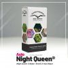 Night Queen® AUTO – samonakvétací semena | Dutch Passion