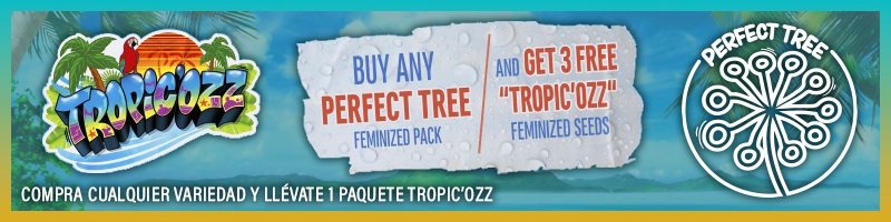 banner-perfect-tree-mayo-2023