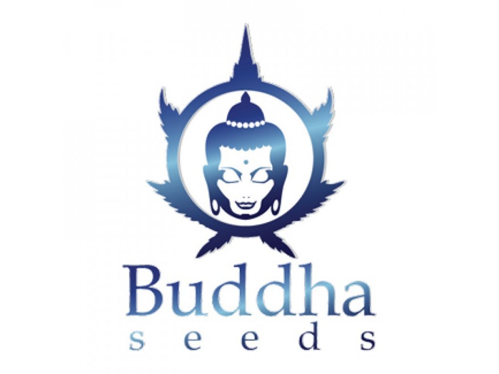 Budha seeds