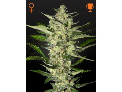 Flowerbomb Kush aakz mv.jpg