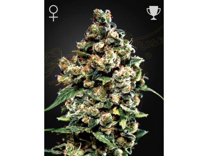 JackHerer.jpg