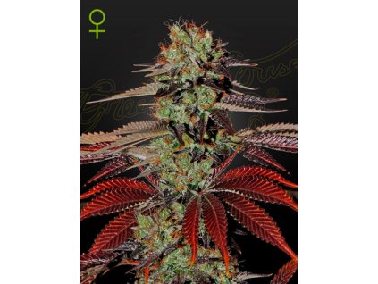 KingsKushAuto 59s4 jt.jpg