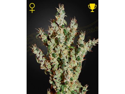 NL5HazeMist v8z3 x7.jpg