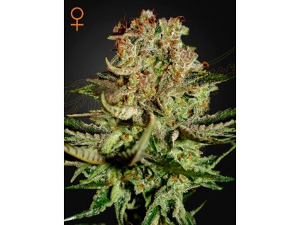 SuperBud.jpg
