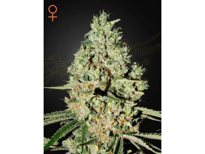 SuperCritical.jpg