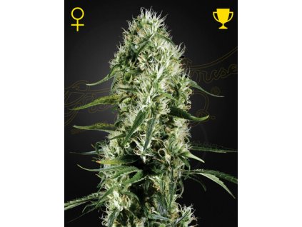 SuperSilverHaze wh5e wp.jpg