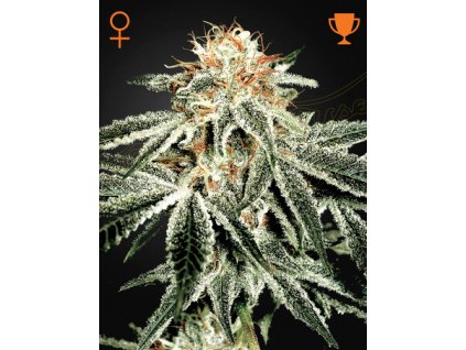 WhiteWidow 6cg5 65.jpg