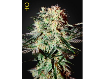 Arjan´s Strawberry Haze