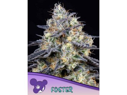 Foster 600x800 1