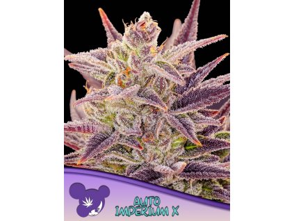 Imperium X – Anesia Seeds – AUTO