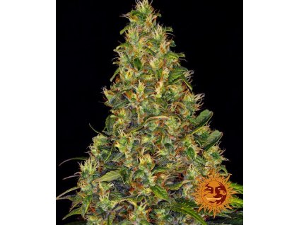 amnesia haze auto circle new 21 191477