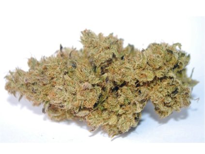 Snímek obrazovky 1 9 2025 12167 www.groovyterpenes.cz