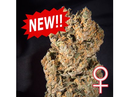 FEM kcbrains Space Mango
