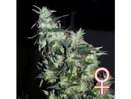 FEM kcbrains haze special
