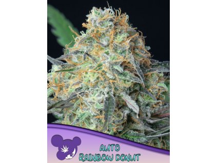 Rainbow Donut – Anesia Seeds – AUTO