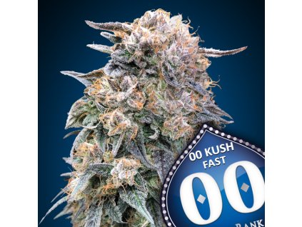 00 Kush Fast – 00 Seeds – fem
