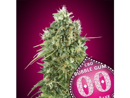 Bubble Gum CBD – 00 Seeds – fem