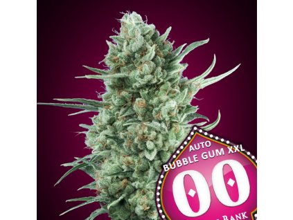 Auto Bubble Gum XXL 3 u fem 00 Seeds