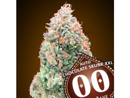 Auto Chocolate Skunk XXL 3 u fem 00 Seeds