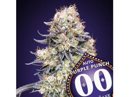 Auto Purple Punch 3 u fem 00 Seeds