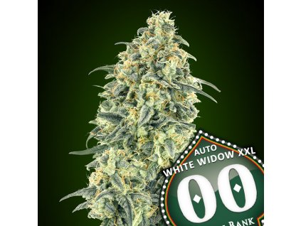 Auto White Widow XXL 3 u fem 00 Seeds