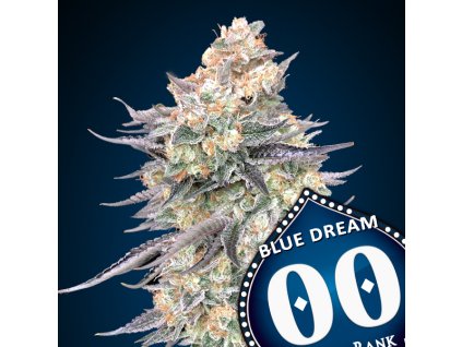 Blue Dream – 00 Seeds – fem