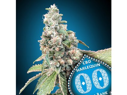 Harlequin CBD 3 u fem 00 Seeds