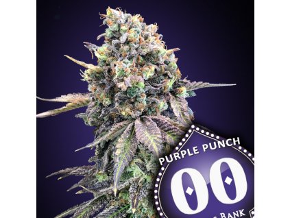 Purple Punch 3 u fem 00 Seeds