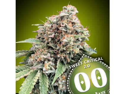 Sweet Critical 20 3 u fem 00 Seeds