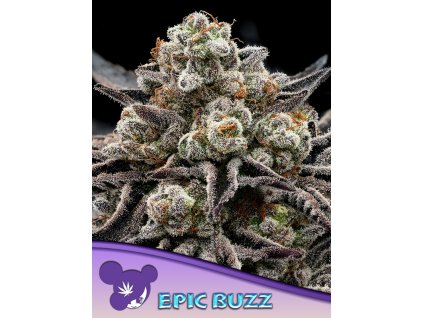 Epic Buzz 600x800 1