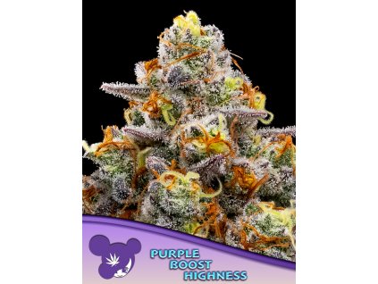 Purple Boost Highness 600x800 1