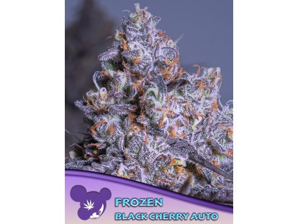 Frozen Black Cherry – Anesia Seeds – AUTO