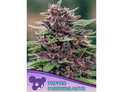 Toffee pudding – Anesia Seeds – AUTO