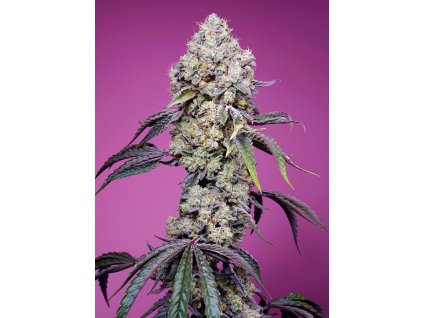 sweet mandarine zkittlez f1 fast version (1)