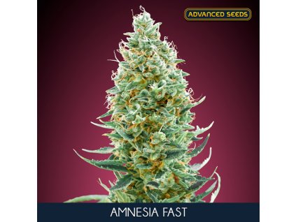 Amnesia Fast 3 1 u fem Advanced Seeds
